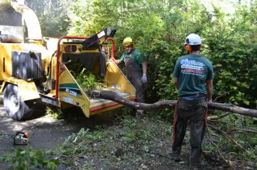 tree services Stebbins